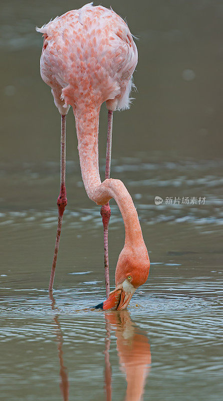 美洲火烈鸟(Phoenicopterus ruber)是一种大型火烈鸟，与大火烈鸟密切相关。厄瓜多尔;加拉帕戈斯群岛;加拉帕戈斯群岛国家公园。蓬塔鸬鹚，佛罗里达岛。喂食。